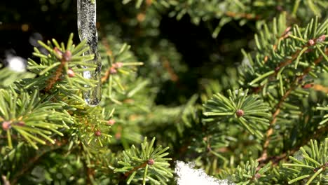 Nahaufnahme-Wassertropfen-Auf-Einer-Zwergfichte-Picea,-Wechsel-Der-Jahreszeiten-In-Den-Frühling-4k