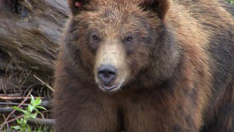 Close-up-on-the-head-of-a-Black-Bear