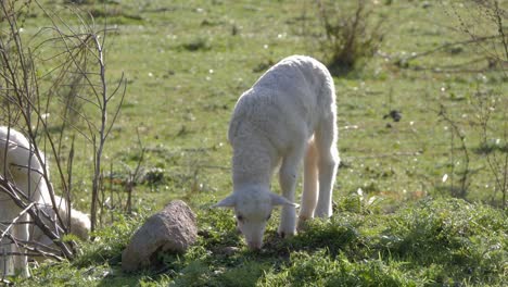 Slow-motion-shot-of-adorable,-soft-white-lamb-grazing-on-little-hill-in-Sardinia,-Italy