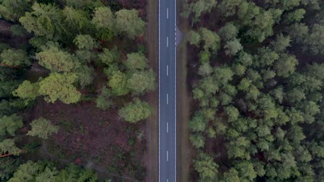 Aerial-top-down-shot-of-a-straight-misty-country-road-in-the-middle-of-a-forest