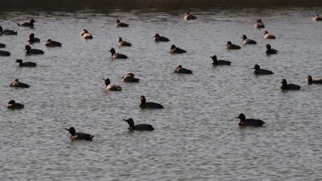Floß-Rothaariger-Enten,-Die-An-Einem-Sonnigen-Wintertag-In-Einem-Teich-Im-Süden-Von-Texas-Schwimmen