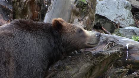 Black-bear-resting-its-head-on-a-dead-tree-trunk