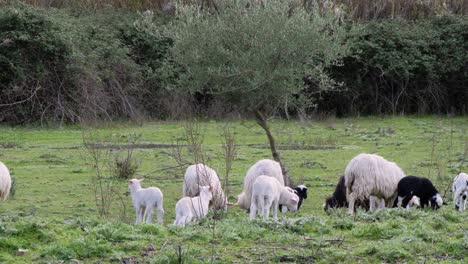 Slow-motion-shot-of-lambs-and-ewes-grazing-together-outside-in-Sardinia,-Italy