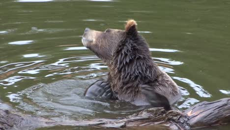 Bear-sitting-in-the-water-and-scratching-its-neck-with-its-foot