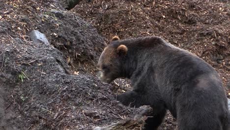 Black-bear-digging-for-food-on-a-rainy-day-in-Alaska