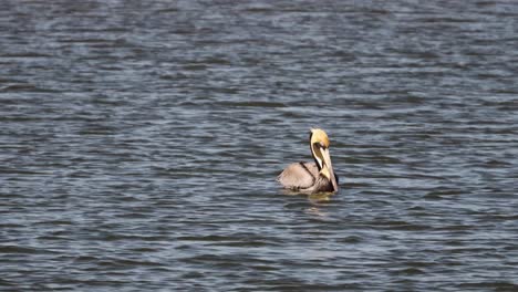 Single-Brown-Pelican-floating-in-calm-waters-in-a-bay-along-the-Texas-coastline-at-North-Padre-Island