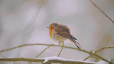 European-Female-Robin-Take-Off-and-Fly-Away-from-Tree-Branch-in-Winter,-Slow-Motion,-Close-Up