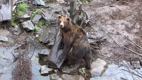 Black-bear-looking-around.-Rainy-day-in-Alaska