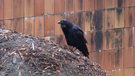 Alaskan-Raven.-Largest-member-of-the-crow-family