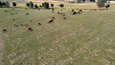 Aerial-view-of-a-big-herd-of-cows-on-a-big-farm-field