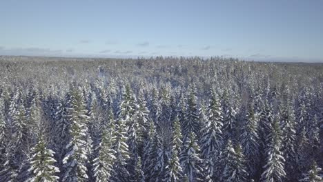 Aerial-drone-shot-of-Nordic-pine-forest-covered-in-snow-on-sunny-winter-day