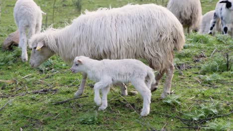 Slow-motion-shot-of-mother-sheep-walking-with-her-newborn-lamb-outside-in-Sardinia,-Italy