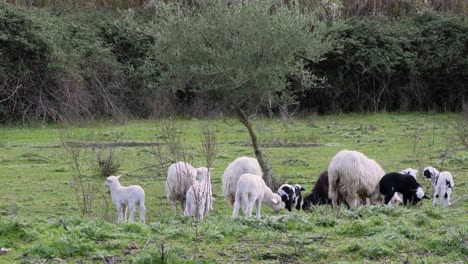 Lambs-and-ewes-grazing-together-outside-in-Sardinia,-Italy