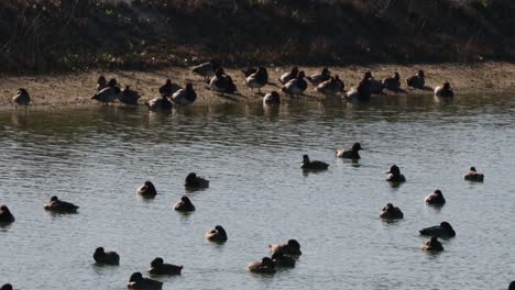 Groups-of-redhead-ducks-at-a-pond-in-coastal-wetlands-of-southern-Texas-on-a-sunny-winter-day