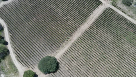 Aerial---vineyard-in-the-Andes,-Argentina,-wide-lowering-shot-overhead