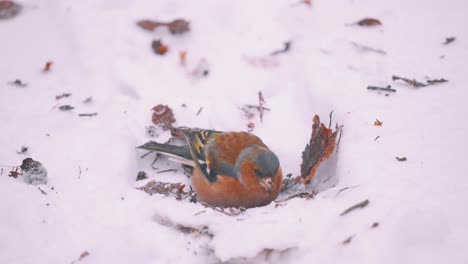 Chaffinch-foraging-in-the-snow,-Veluwe-National-Park,-Netherlands,-close-up