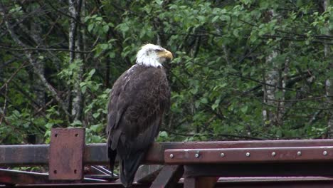 Bald-Eagle-sitting-on-the-beam-of-a-bridge-in-a-rainy-day