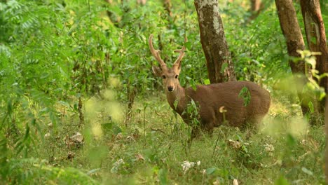 Ciervo-Cerdo-Indio,-Hyelaphus-Porcinus,-Santuario-De-Vida-Silvestre-Huai-Kha-Kaeng,-Tailandia