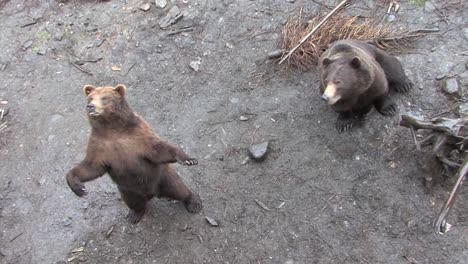Bear-getting-up-on-his-hind-legs