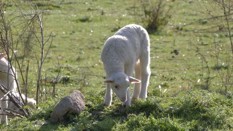 Adorable,-soft-white-lamb-grazing-on-little-hill-in-Sardinia,-Italy