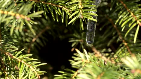 Water-droplet-from-melting-snow-on-a-Birds-Nest-Spruce-Tree-Picea,-changing-of-seasons-to-Spring