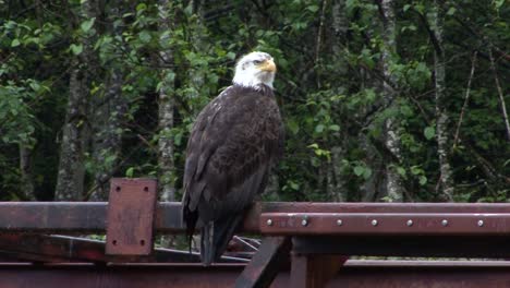 Bald-Eagle-sitting-on-the-beam-of-a-bridge-in-a-rainy-day
