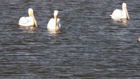 Weiße-Pelikane,-Die-An-Einem-Ruhigen,-Sonnigen-Tag-In-Der-Bucht-Entlang-Der-Küste-Von-Texas-Schwimmen
