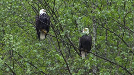 Bald-eagles-resting-on-a-tree-branch-in-Alaska-on-a-rainy-day