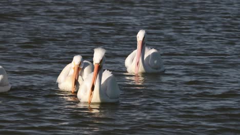 Four-white-pelicans-gently-paddling-in-the-calm-waters-of-a-bay-off-of-the-Texas-coastline