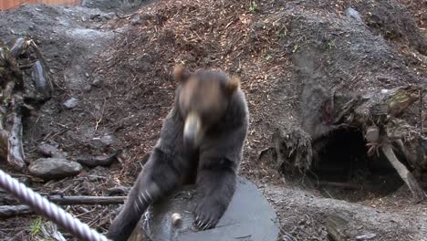 Black-bear-eating-a-piece-of-meat-thrown-by-a-tourist