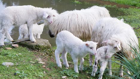 Flock-of-white-lambs-and-ewes-standing-next-to-waterhole-in-Sardinia,-Italy