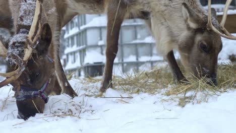 Close-view-of-two-reindeers-eating-hay-in-a-snowed-farm-in-Scandinavia