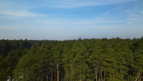 Aerial-drone-flight-over-Rakowice-Poland-tall-forest-trees-on-blue-sky-sunny-day
