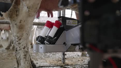 Automatisches-Melksystem-Positioniert-Die-Melkbecherschalen-Unter-Den-Eutern-Von-Milchkühen