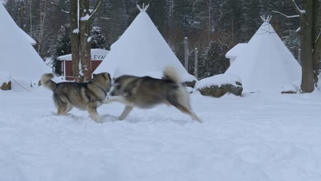 Zwei-Junge-Huskies-Spielen-Im-Schnee