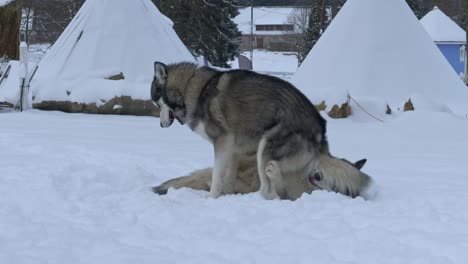 Close-view-of-two-huskies-playing-together-in-the-snow