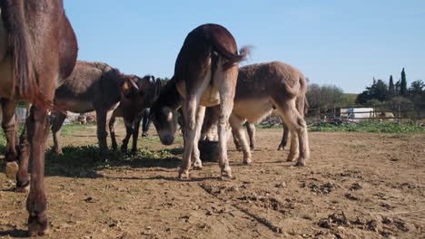 Livestock-Group-Of-Donkeys-grazing-and-eating-grass-on-farmstead