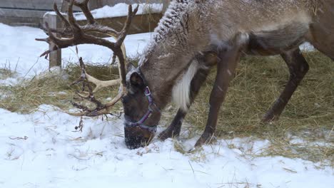Close-view-of-a-reindeer-eating-hay-while-snowing-in-a-forest-of-Norway