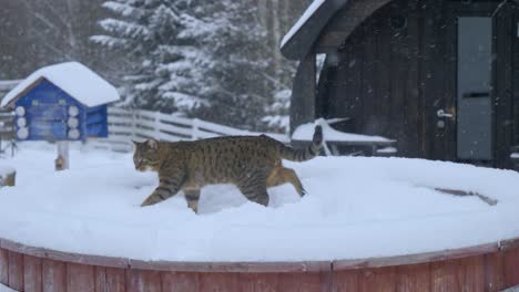 Wild-cat-standing-in-a-snowed-forest-while-snowing