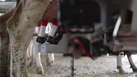 Automatic-Milking-Machine-Pumps-Out-The-Milk-Using-The-Teat-Cup-Shell