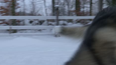 Nahaufnahme-Von-Zwei-Sibirischen-Huskys,-Die-Zusammen-Im-Schnee-Spielen