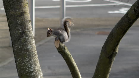 A-Grey-Squirrel-sits-on-the-end-of-a-tree-branch-and-repeatedly-flicks-its-tail,-giving-a-warning-signal-to-other-Squirrels-and-possible-predators