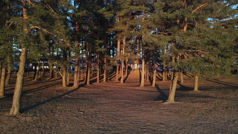 Slowly-zooming-in-drone-footage-of-pine-forest-at-sunrise-in-Southern-Norway
