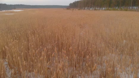 Fliegen-Schnell-Und-Tief-über-Gras,-Das-In-Einem-Schneebedeckten-Feld-In-Lettland-Eingefroren-Ist