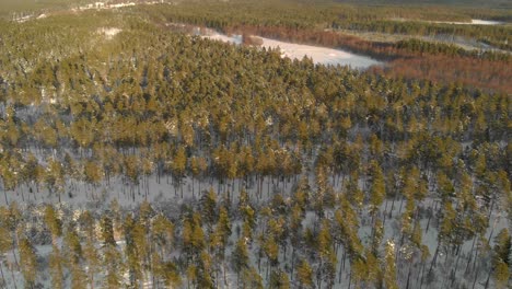 Golden-hour-aerial-over-a-forest-covered-in-snow-in-rural-Latvia-on-a-winter-evening