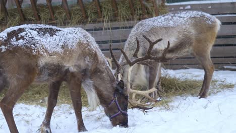 A-couple-of-reindeers-eating-hay-on-a-farm-in-Norway-during-the-winter