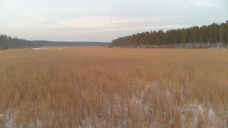 Slow-aerial-over-red-reeds-covered-in-snow-in-a-frozen-swamp-in-Latvia
