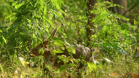 Ciervo-Cerdo-Indio,-Hyelaphus-Porcinus,-4k-Huai-Kha-Kaeng-Wildlife-Sanctuary,-Tailandia