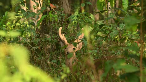 Indian-Hog-Deer,-Hyelaphus-porcinus,-4K-Huai-Kha-Kaeng-Wildlife-Sanctuary,-Thailand