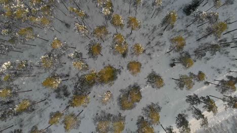 Spinning-aerial-looking-down-on-trees-in-a-snowy-forest-in-Latvia